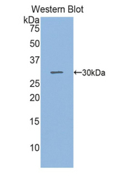 Western blot of recombinant SGPL1.