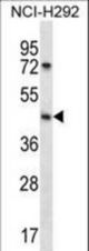 SGPP1 Antibody western blot of NCI-H292 cell line lysates (35 ug/lane). The SGPP1 antibody detected the SGPP1 protein (arrow).