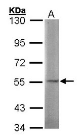 Sample (30 ug of whole cell lysate). A: 293T. 7.5% SDS PAGE. SGSH antibody diluted at 1:1000.