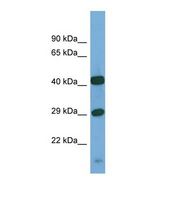 Western blot of Human PANC1. SGSH antibody dilution 1.0 ug/ml.