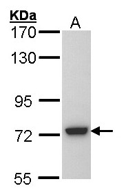 Sample (30 ug of whole cell lysate). A: Molt-4 . 7.5% SDS PAGE. SGSH antibody diluted at 1:5000.