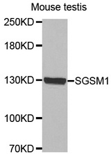 Western blot analysis of extracts of Mouse testis cell line, using SGSM1 antibody.
