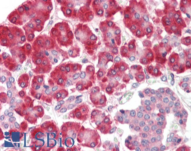 Anti-SGSM1 antibody IHC staining of human pancreas. Immunohistochemistry of formalin-fixed, paraffin-embedded tissue after heat-induced antigen retrieval.