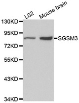 Western blot analysis of extracts of various cell lines, using SGSM3 antibody.