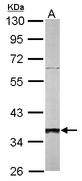 Sample (50 ug of whole cell lysate). A: mouse liver. 10% SDS PAGE. SGTA / SGT antibody diluted at 1:1000.