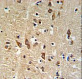 SGTB Antibody IHC of formalin-fixed and paraffin-embedded human brain tissue followed by peroxidase-conjugated secondary antibody and DAB staining.
