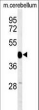 Western blot of SGTB Antibody in mouse cerebellum tissue lysates (35 ug/lane). SGTB (arrow) was detected using the purified antibody.