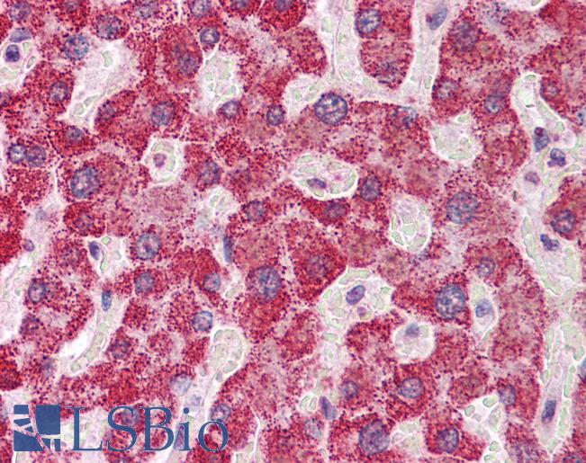 Anti-SH2B1 antibody IHC of human liver. Immunohistochemistry of formalin-fixed, paraffin-embedded tissue after heat-induced antigen retrieval. Antibody LS-B5863 concentration 5 ug/ml.