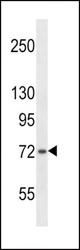 SH2B1 Antibody western blot of 293 cell line lysates (35 ug/lane). The SH2B1 antibody detected the SH2B1 protein (arrow).