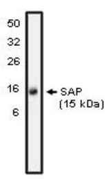 Western blot of SAP antibody on NK-92 cell lysate at 10 ug/ml).