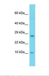Western blot of Human 293T. SH2D1A antibody dilution 1.0 ug/ml.