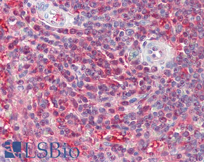 Anti-PSME2 antibody IHC staining of human spleen. Immunohistochemistry of formalin-fixed, paraffin-embedded tissue after heat-induced antigen retrieval.