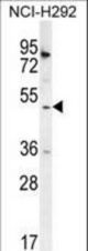 SH2D4A Antibody western blot of NCI-H292 cell line lysates (35 ug/lane). The SH2D4A antibody detected the SH2D4A protein (arrow).