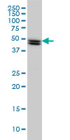 SH2D4A monoclonal antibody (M01), clone 3G8 Western blot of SH2D4A expression in HeLa.