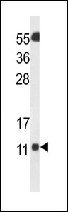 Western blot of SH3BGRL3 Antibody in Neuro2a cell line lysates (35 ug/lane). SH3BGRL3 (arrow) was detected using the purified antibody.