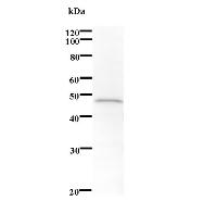 Western blot analysis of immunized recombinant protein, using anti-SH3BP4 monoclonal antibody.