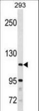 SH3BP4 Antibody western blot of 293 cell line lysates (35 ug/lane). The SH3BP4 antibody detected the SH3BP4 protein (arrow).