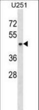 SH3GL1 Antibody western blot of U251 cell line lysates (35 ug/lane). The SH3GL1 antibody detected the SH3GL1 protein (arrow).
