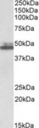 SH3GL1 antibody (0.3 ug/ml) staining of K562 lysate (35 ug protein/ml in RIPA buffer). Primary incubation was 1 hour. Detected by chemiluminescence.