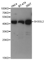 Western blot analysis of extracts of various cell lines, using SH3GL2 antibody.