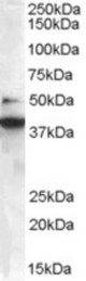 Staining (0.3 ug/ml) of Jurkat lysate (RIPA buffer, 35 ug total protein per lane). Primary incubated for 1 hour. Detected by chemiluminescence.