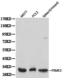 Western blot of PSME3 pAb in extracts from MCF7, PC12 cells and mouse spleen tissue.