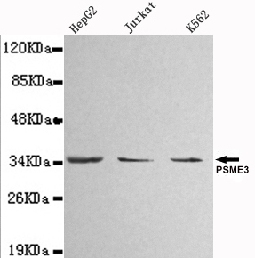 Western blot detection of PSME3 in HepG2 ,Jurkat&K562 whole cell lysate(1:1000 diluted).