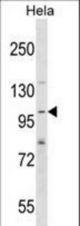 SH3PXD2A Antibody western blot of HeLa cell line lysates (35 ug/lane). The SH3PXD2A antibody detected the SH3PXD2A protein (arrow).