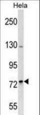 SH3RF2 Antibody western blot of HeLa cell line lysates (35 ug/lane). The SH3RF2 antibody detected the SH3RF2 protein (arrow).