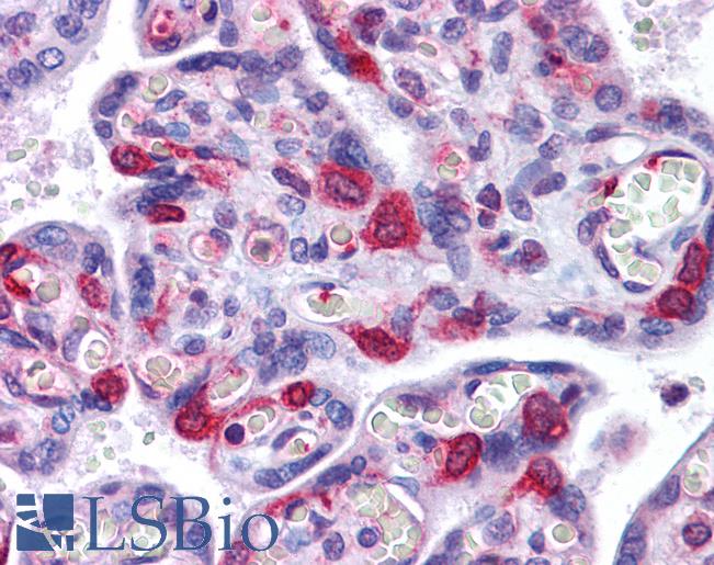 Anti-SH3RF2 antibody IHC of human placenta. Immunohistochemistry of formalin-fixed, paraffin-embedded tissue after heat-induced antigen retrieval. Antibody LS-B5323 concentration 5 ug/ml.