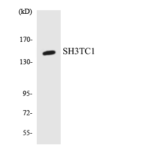 Western blot of the lysates from RAW264.7cells using SH3TC1 antibody.