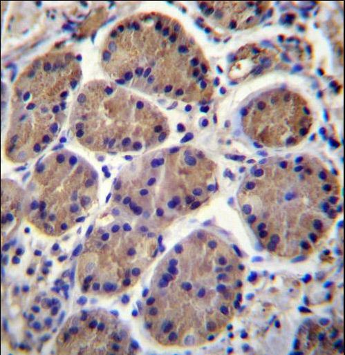 S3TC1 Antibody immunohistochemistry of formalin-fixed and paraffin-embedded human stomach tissue followed by peroxidase-conjugated secondary antibody and DAB staining.