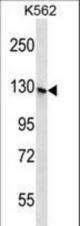 S3TC1 Antibody western blot of K562 cell line lysates (35 ug/lane). The S3TC1 antibody detected the S3TC1 protein (arrow).