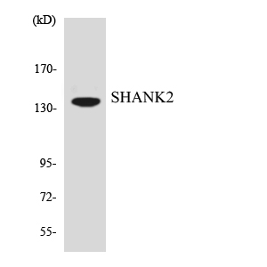 Western blot of the lysates from HT-29 cells using SHANK2 antibody.