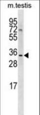 SHARPIN Antibody western blot of mouse testis tissue lysates (35 ug/lane). The SHARPIN antibody detected the SHARPIN protein (arrow).