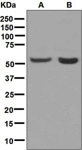 Western blot analysis on (A) HepG2 and (B) K562 cell lysates using anti-SHB antibody.