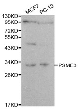 Western blot analysis of extracts of various cell lines, using PSME3 antibody.