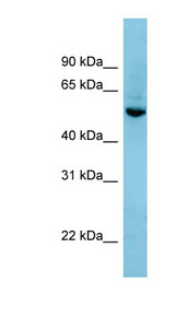 SHB antibody western blot of HepG2 cell lysate.