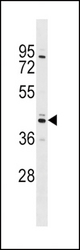 SHBG Antibody western blot of 293 cell line lysates (35 ug/lane). The SHBG antibody detected the SHBG protein (arrow).