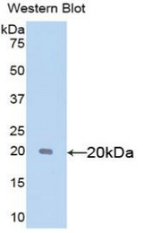 Western blot of recombinant SHBG.