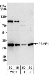 Detection of Human PSMF1 by Western Blot. Samples: Whole cell lysate from 293T (15 and 50 ug), HeLa (H; 50 ug), and Jurkat (J; 50 ug) cells. Antibodies: Affinity purified rabbit anti-PSMF1 antibody used for WB at 0.4 ug/ml. Detection: Chemiluminescence with an exposure time of 3 minutes.