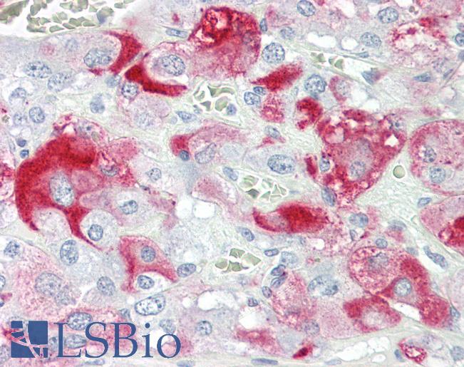 Anti-SHC3 / SHCC antibody IHC of human adrenal. Immunohistochemistry of formalin-fixed, paraffin-embedded tissue after heat-induced antigen retrieval. Antibody LS-B8590 dilution 5 ug/ml.