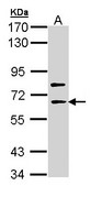 Sample (30 ug of whole cell lysate). A: Molt-4 . 7.5% SDS PAGE. SHC4 antibody diluted at 1:1000.