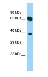 SHC4 antibody Western Blot of Fetal Heart.