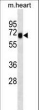 Mouse Shc4 Antibody western blot of mouse heart tissue lysates (35 ug/lane). The Mouse Shc4 antibody detected the Mouse Shc4 protein (arrow).