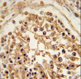 SHCBP1 Antibody immunohistochemistry of formalin-fixed and paraffin-embedded human testis tissue followed by peroxidase-conjugated secondary antibody and DAB staining.