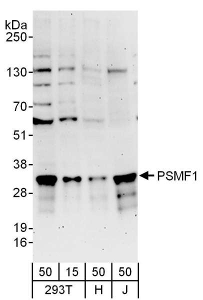 Detection of Human PSMF1 by Western Blot. Samples: Whole cell lysate from 293T (15 and 50 ug), HeLa (H; 50 ug), and Jurkat (J; 50 ug) cells. Antibodies: Affinity purified rabbit anti-PSMF1 antibody used for WB at 0.1 ug/ml. Detection: Chemiluminescence with an exposure time of 3 minutes.