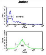 SHCBP1 Antibody flow cytometry of Jurkat cells (bottom histogram) compared to a negative control cell (top histogram). FITC-conjugated goat-anti-rabbit secondary antibodies were used for the analysis.