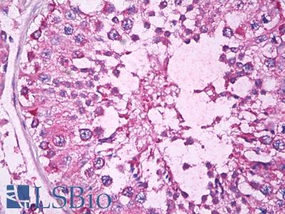 Anti-SHF antibody IHC of human testis. Immunohistochemistry of formalin-fixed, paraffin-embedded tissue after heat-induced antigen retrieval. Antibody LS-B7270 concentration 5 ug/ml.