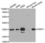 Western blot analysis of extracts of various cell lines, using PSMF1 antibody.